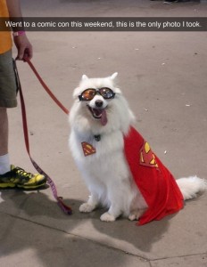 Superdog.jpg