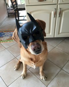 batdog.jpg